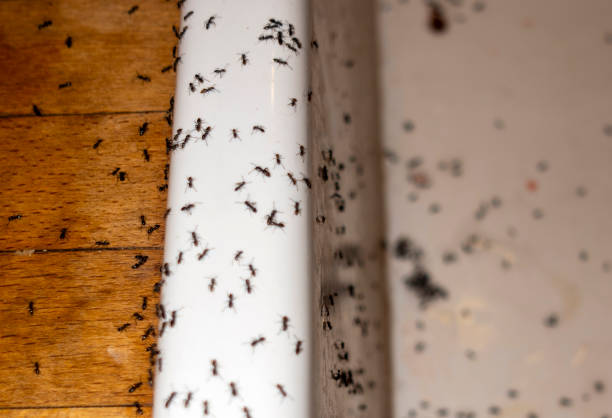 Pest Control for Restaurants in Millington, NJ